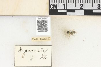 Media type: image;   Entomology 770935 Aspect: Labels